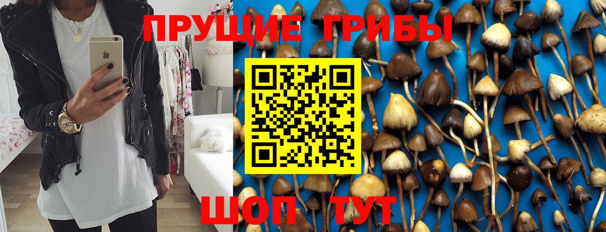 Галлюциногенные грибы Psilocybe Тайшет